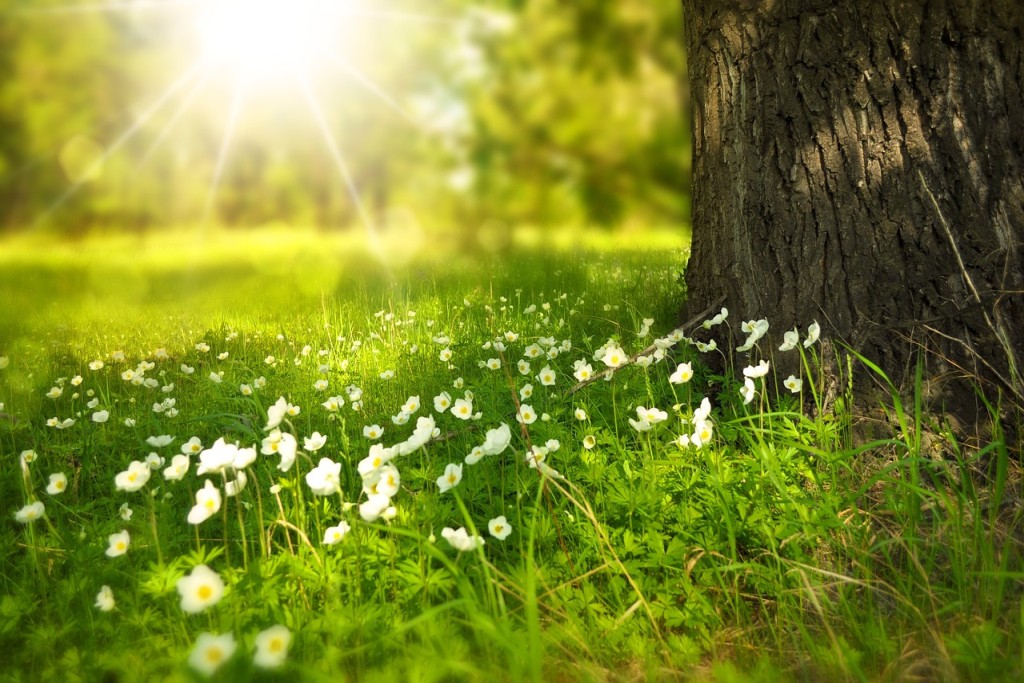 Blumenwiese neben einem Baum. Im Hintergrund scheint die Sonne zwischen den Blättern.